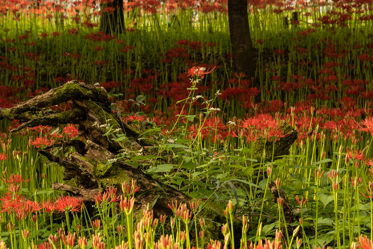 f:id:yakei17:20190930191454j:plain