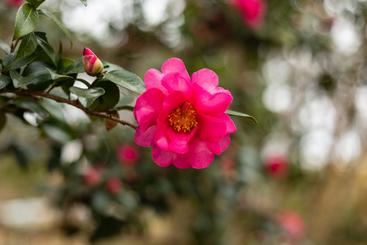 f:id:yakei17:20191224042644j:plain