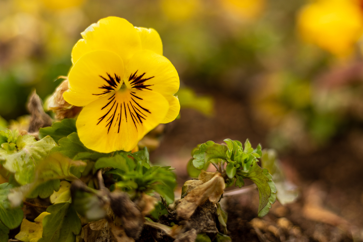 f:id:yakei17:20191224042654j:plain