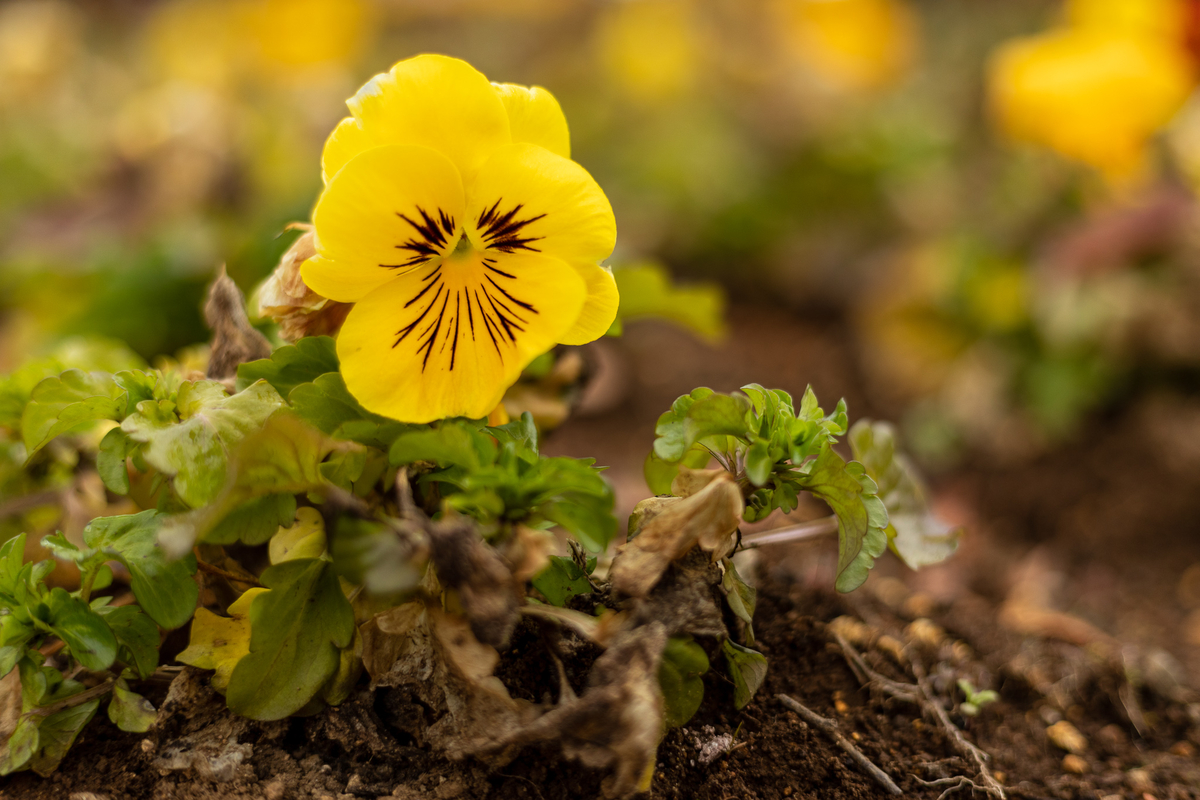 f:id:yakei17:20191224043007j:plain