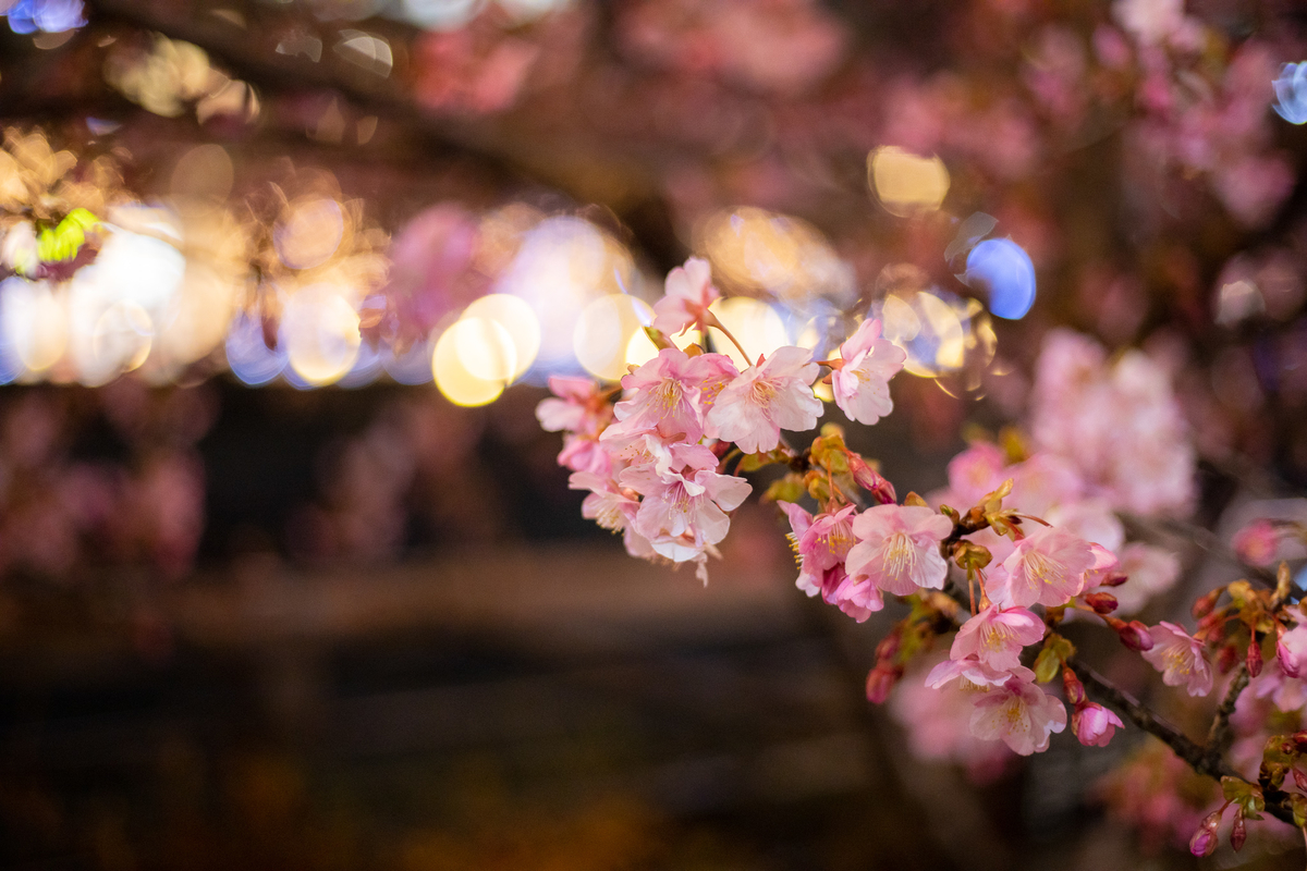 f:id:yakei17:20200228194839j:plain