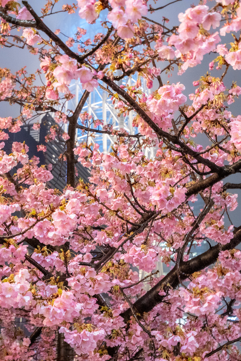 f:id:yakei17:20200228194855j:plain