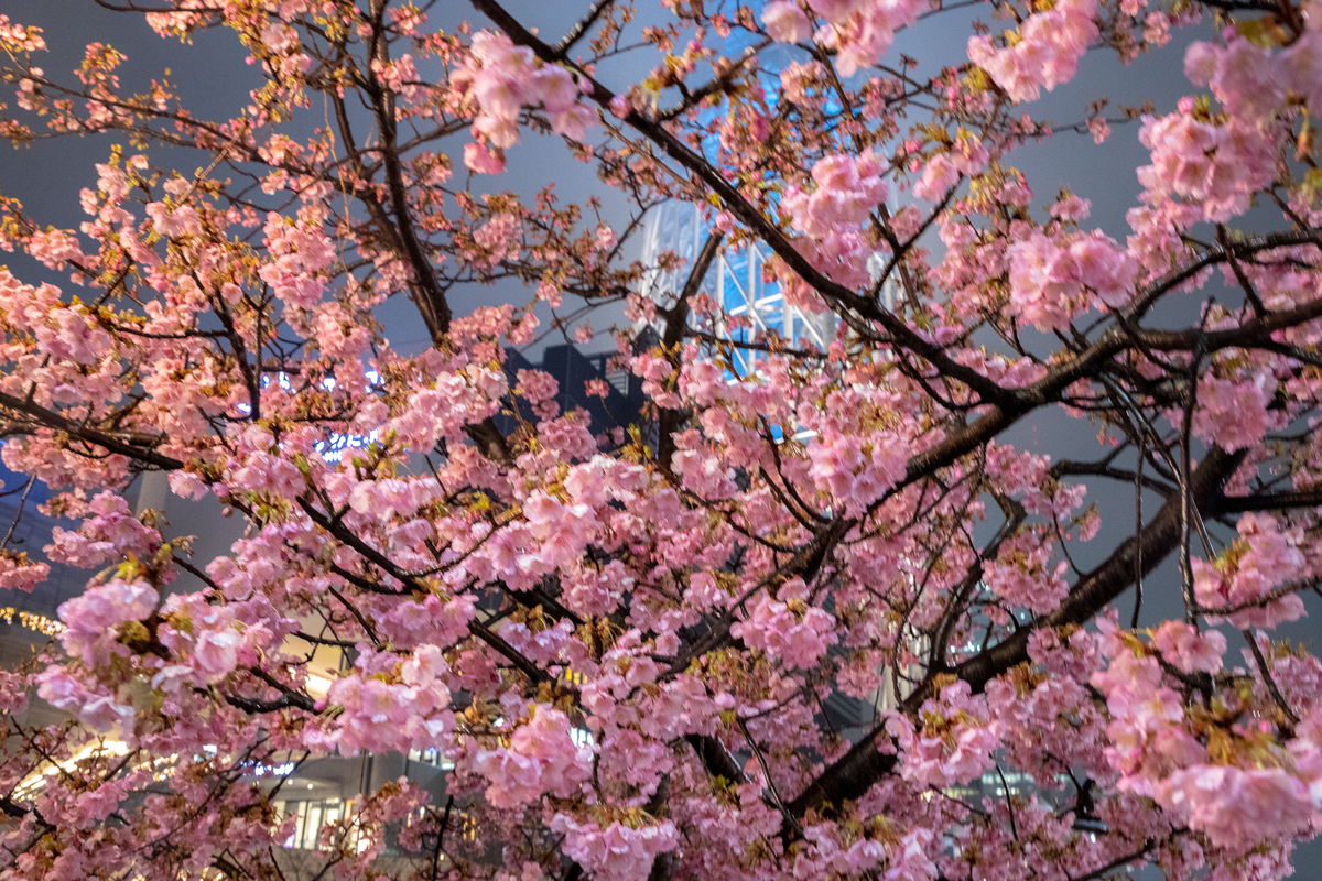 f:id:yakei17:20200228203309j:plain