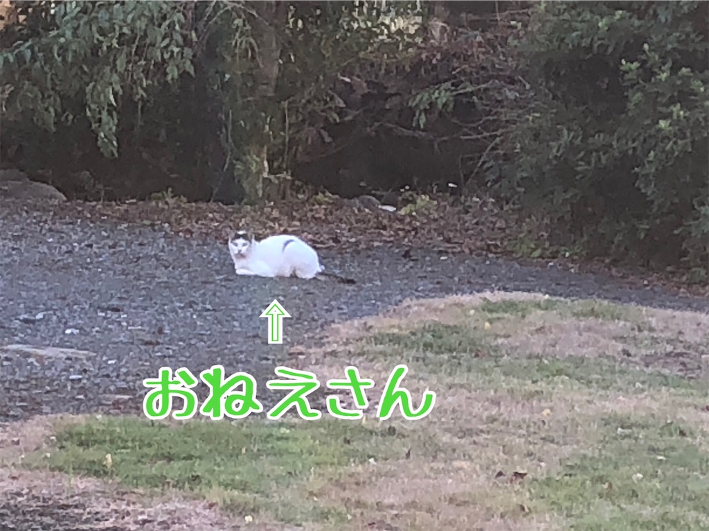 f:id:yakeimo:20200909120523j:image f:id:yakeimo:20200909120523j:image
