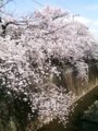 中板橋