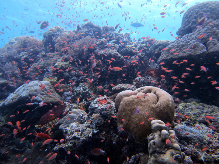 Barracuda Point