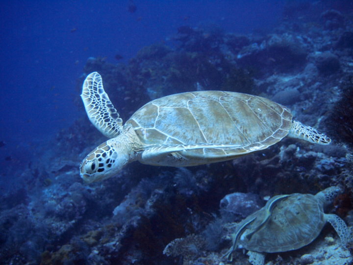 f:id:yakeyama:20110502125712j:image:w360