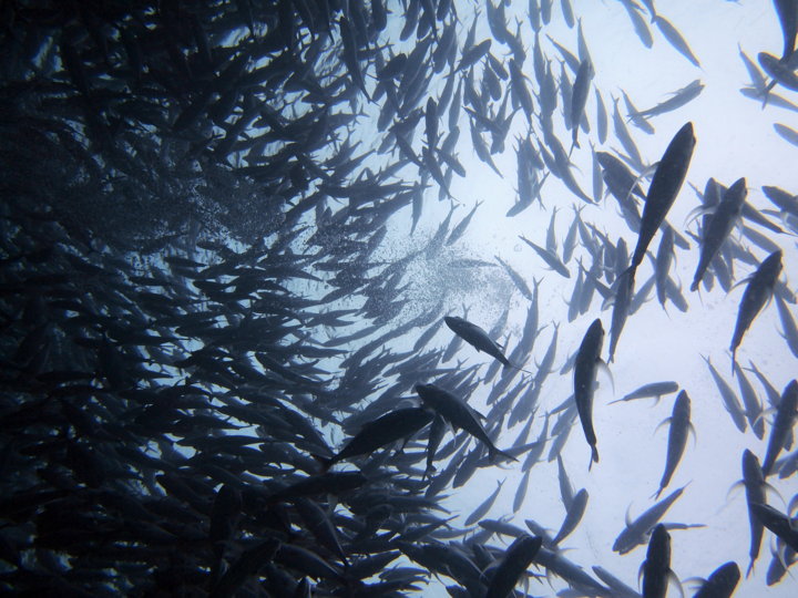 Barracuda Point