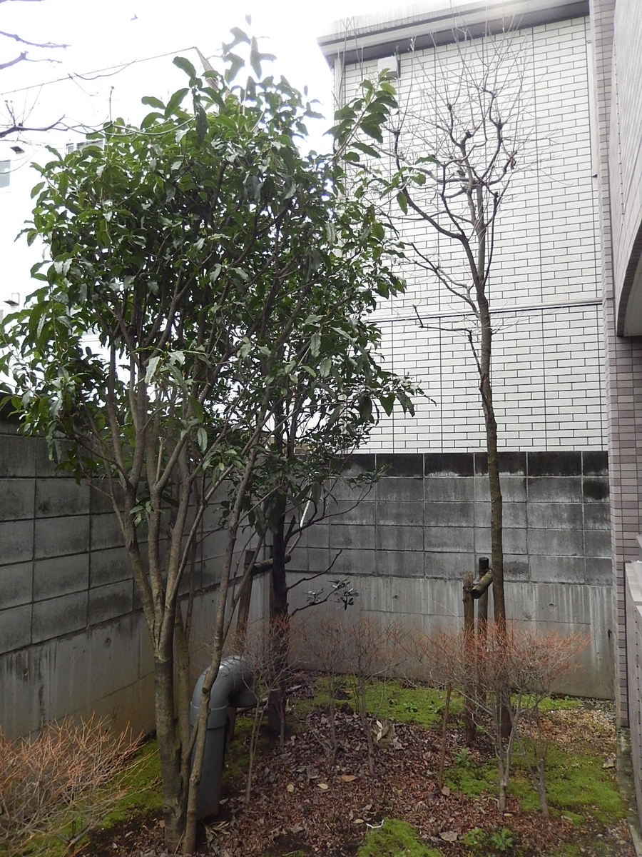 f:id:yakichimususu:20200305091012j:plain f:id:yakichimususu:20200305091012j:plain