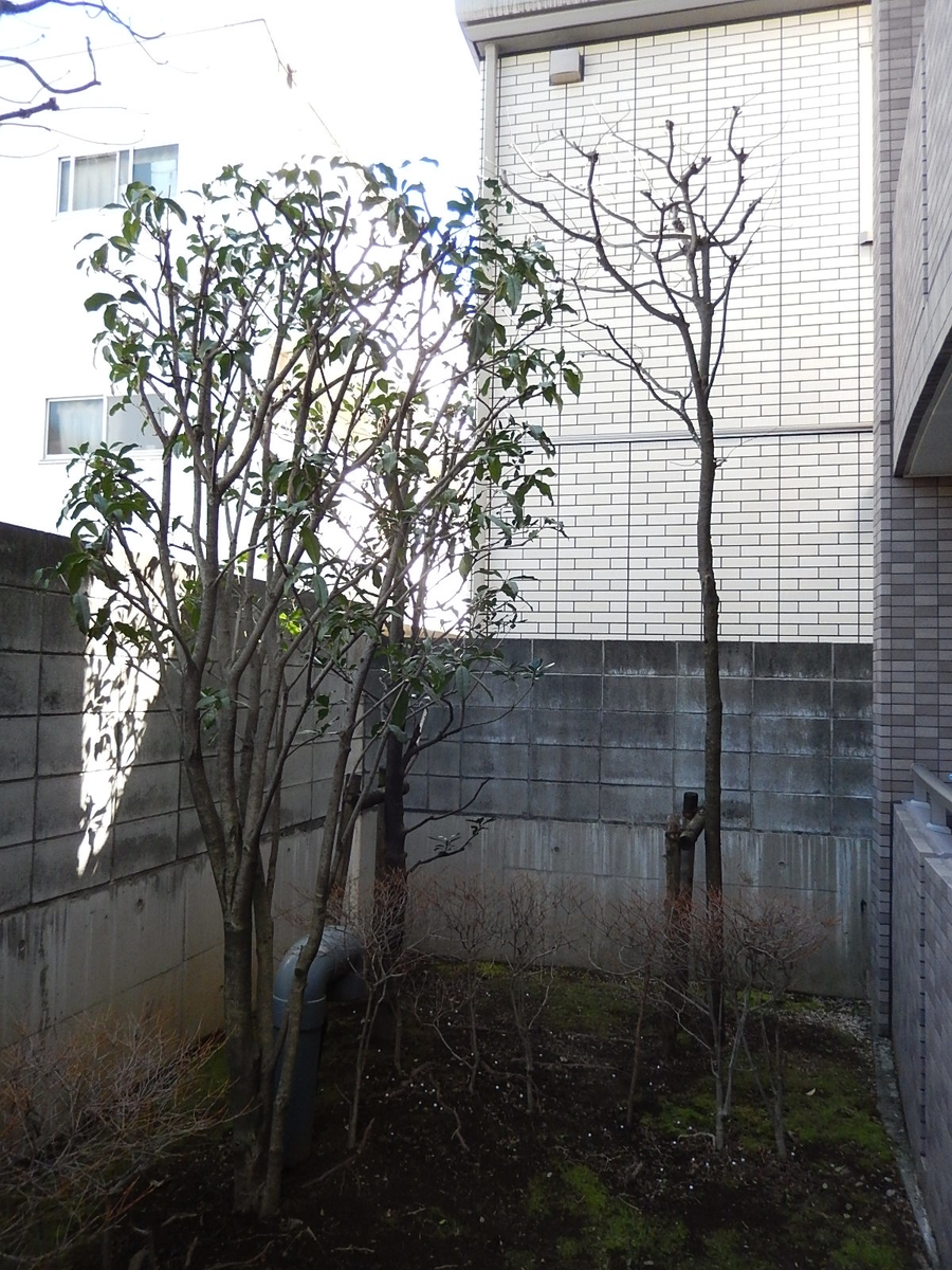 f:id:yakichimususu:20200305115634j:plain f:id:yakichimususu:20200305115634j:plain