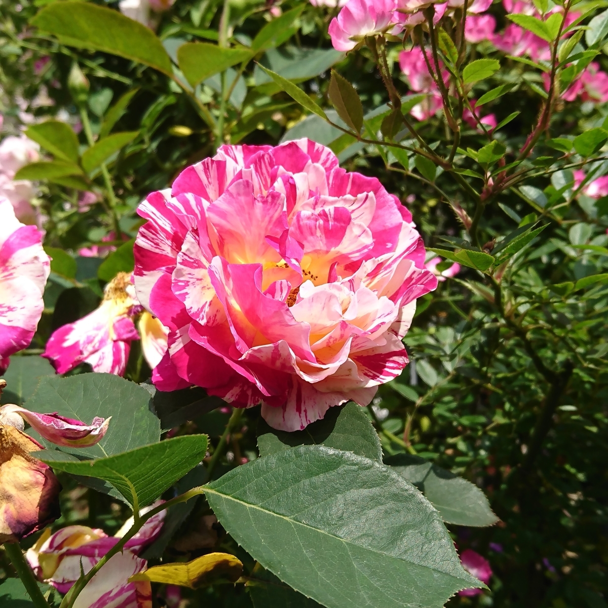 f:id:yakichimususu:20200528210753j:plain f:id:yakichimususu:20200528210753j:plain