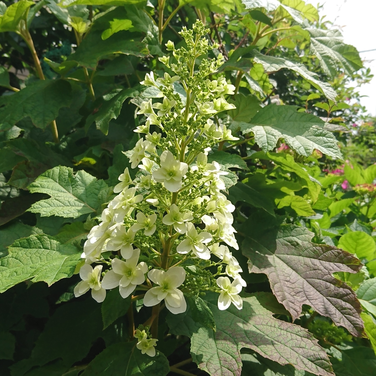 f:id:yakichimususu:20200528211158j:plain f:id:yakichimususu:20200528211158j:plain