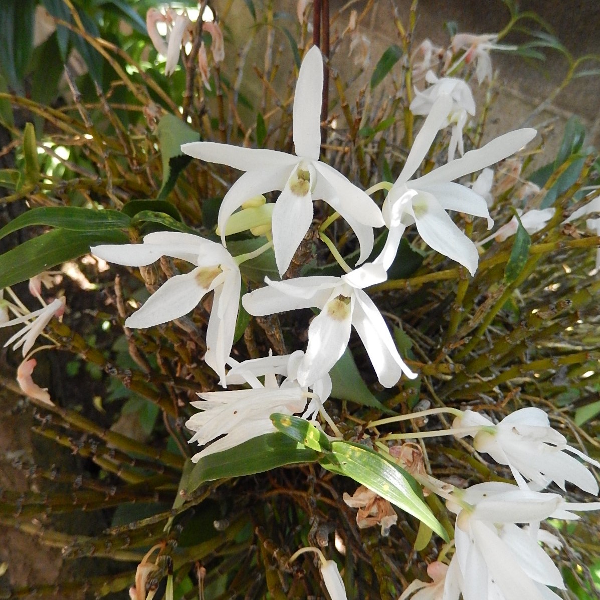 f:id:yakichimususu:20200530203320j:plain