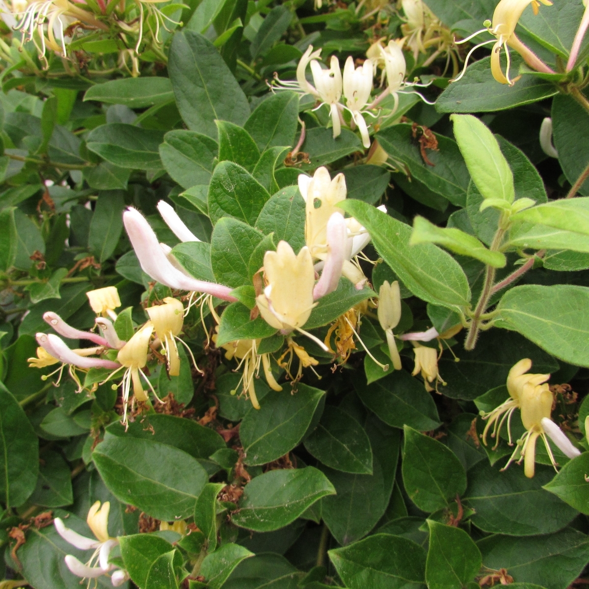 f:id:yakichimususu:20200531172241j:plain