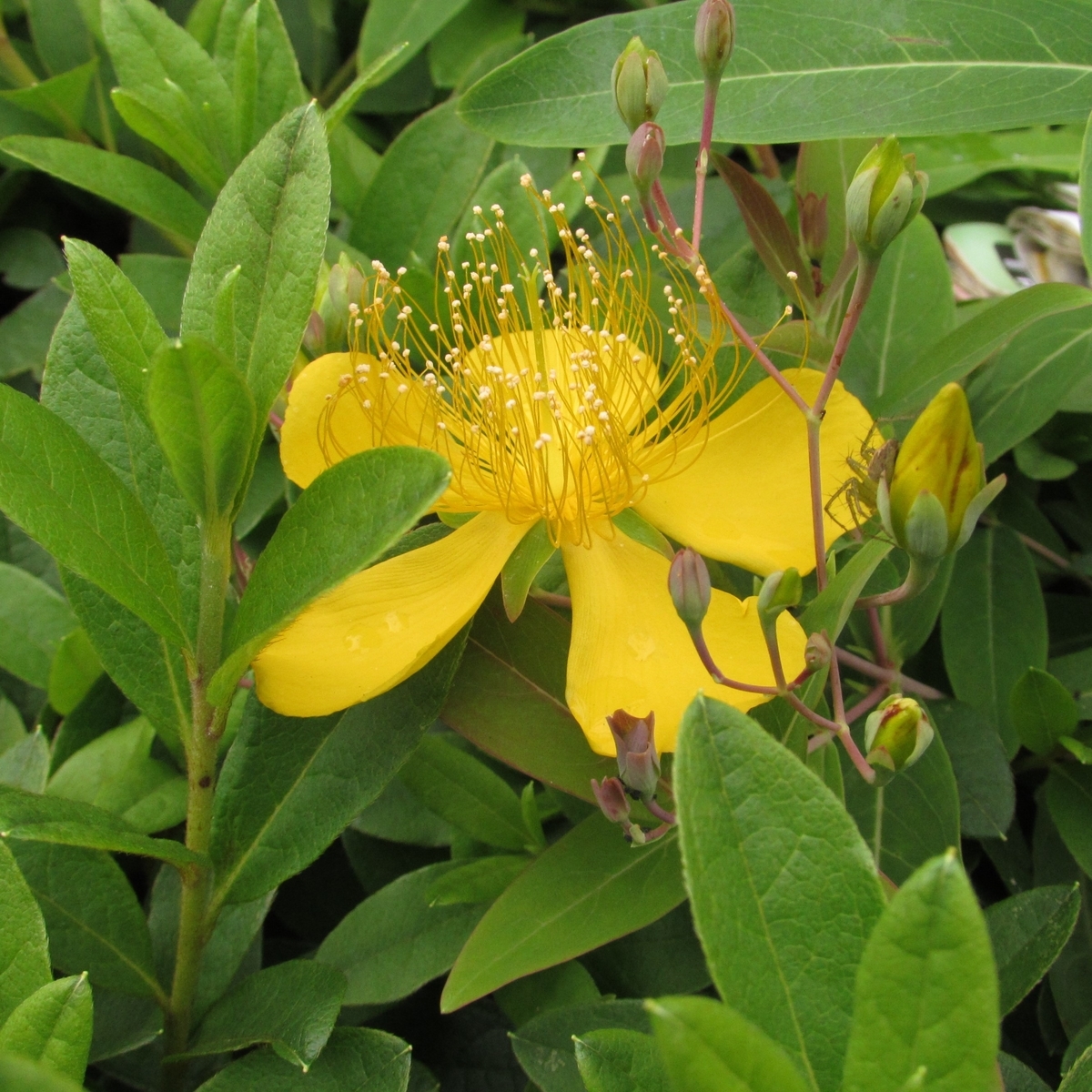 f:id:yakichimususu:20200531172431j:plain