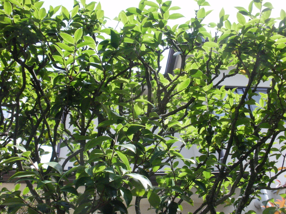 f:id:yakichimususu:20200609203813j:plain f:id:yakichimususu:20200609203813j:plain