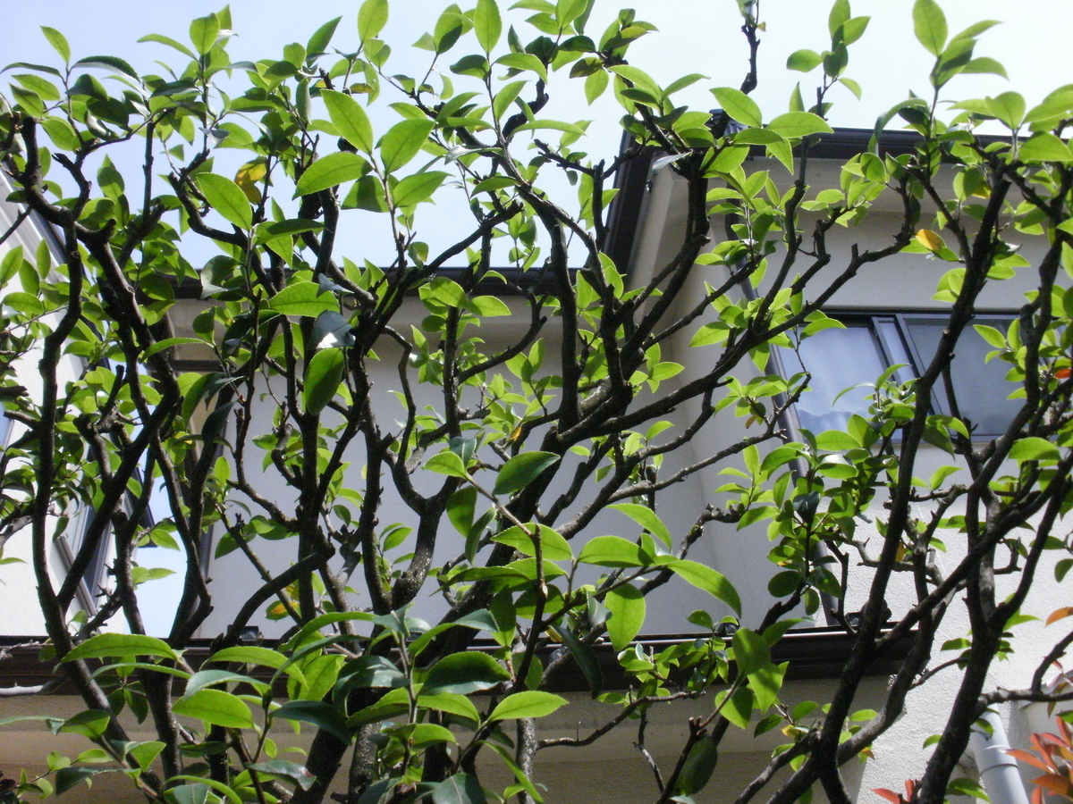 f:id:yakichimususu:20200609203901j:plain f:id:yakichimususu:20200609203901j:plain