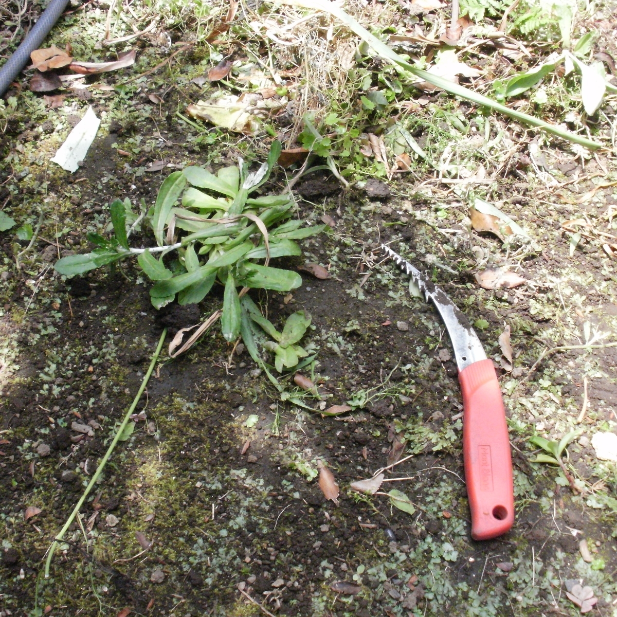 f:id:yakichimususu:20200609204121j:plain f:id:yakichimususu:20200609204121j:plain