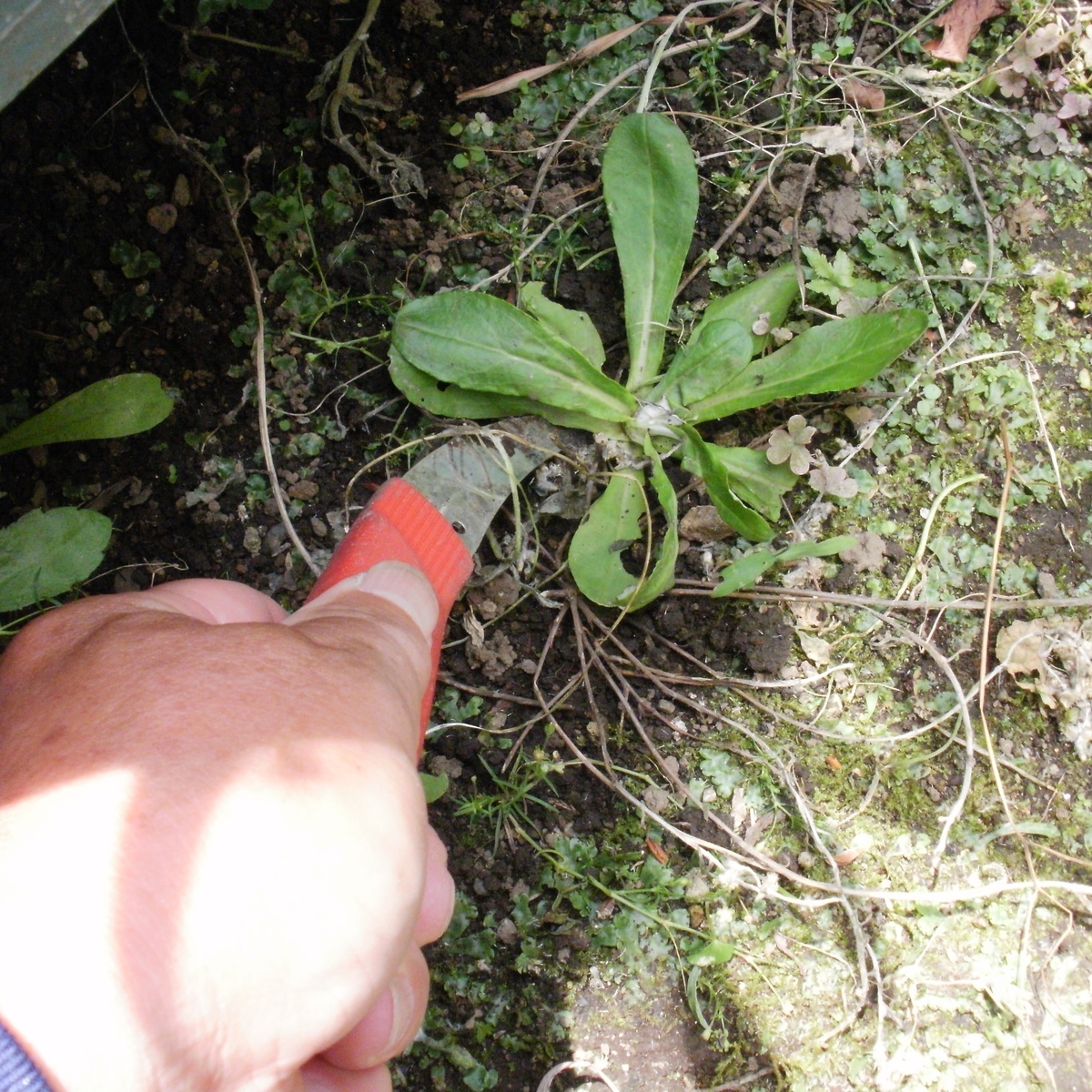 f:id:yakichimususu:20200609204215j:plain f:id:yakichimususu:20200609204215j:plain