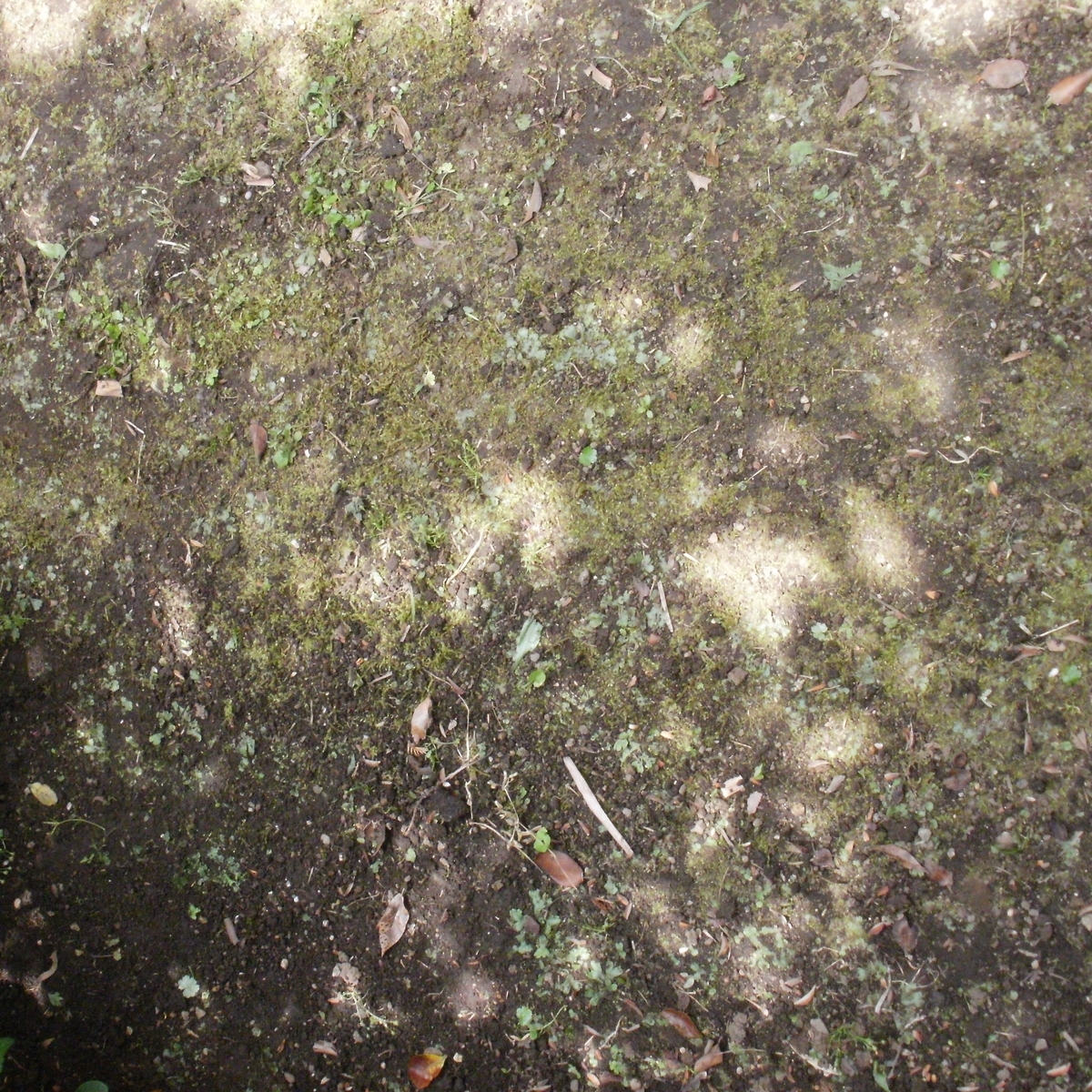 f:id:yakichimususu:20200609204246j:plain f:id:yakichimususu:20200609204246j:plain