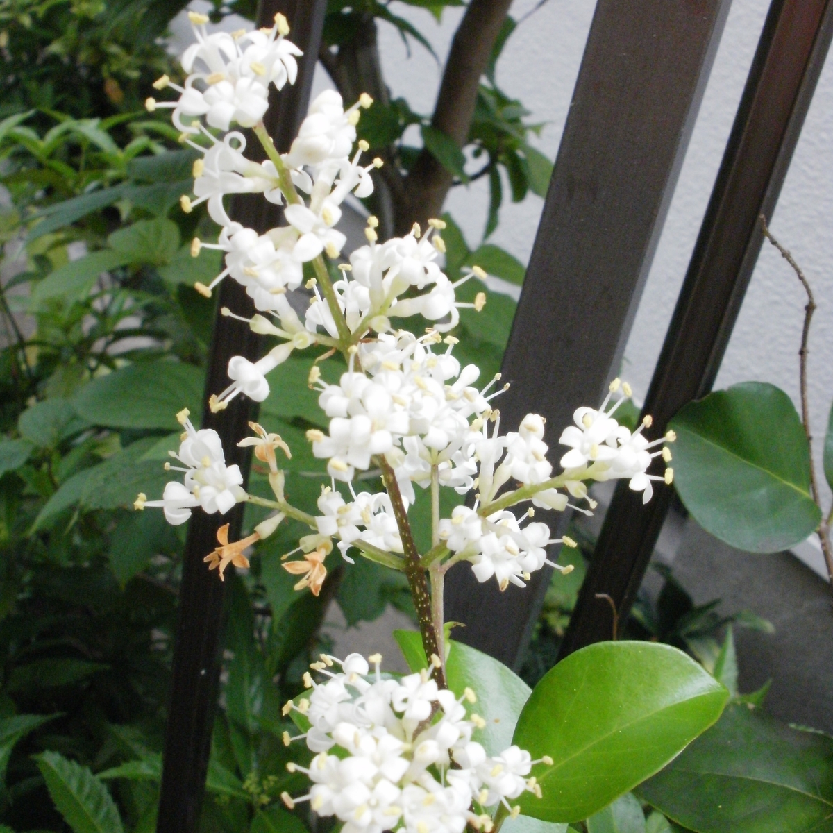 f:id:yakichimususu:20200609205315j:plain f:id:yakichimususu:20200609205315j:plain