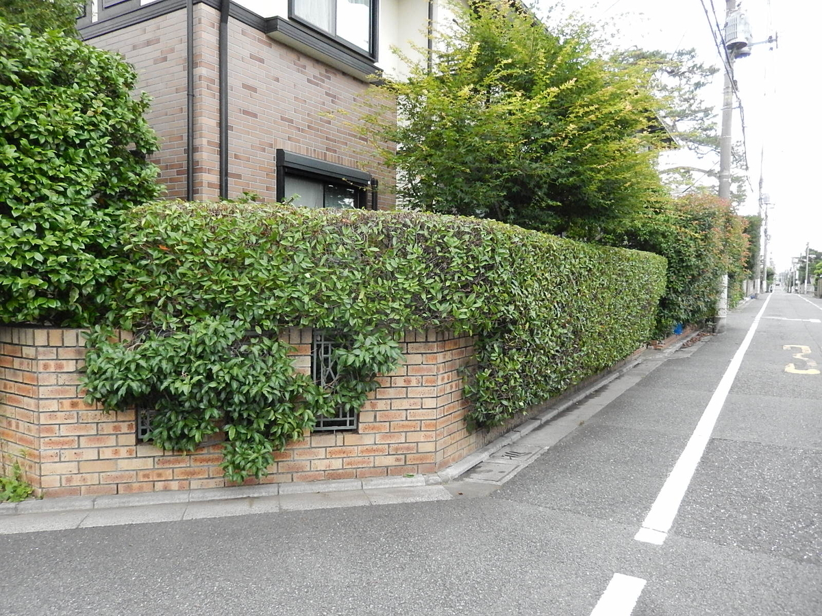 f:id:yakichimususu:20200621151147j:plain f:id:yakichimususu:20200621151147j:plain
