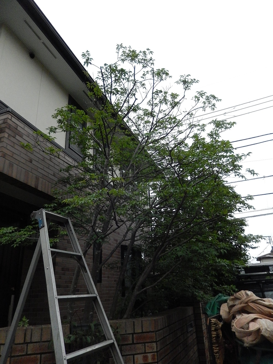 f:id:yakichimususu:20200621151459j:plain f:id:yakichimususu:20200621151459j:plain