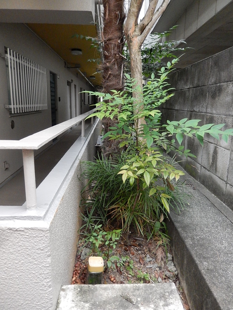 f:id:yakichimususu:20200915204915j:plain f:id:yakichimususu:20200915204915j:plain