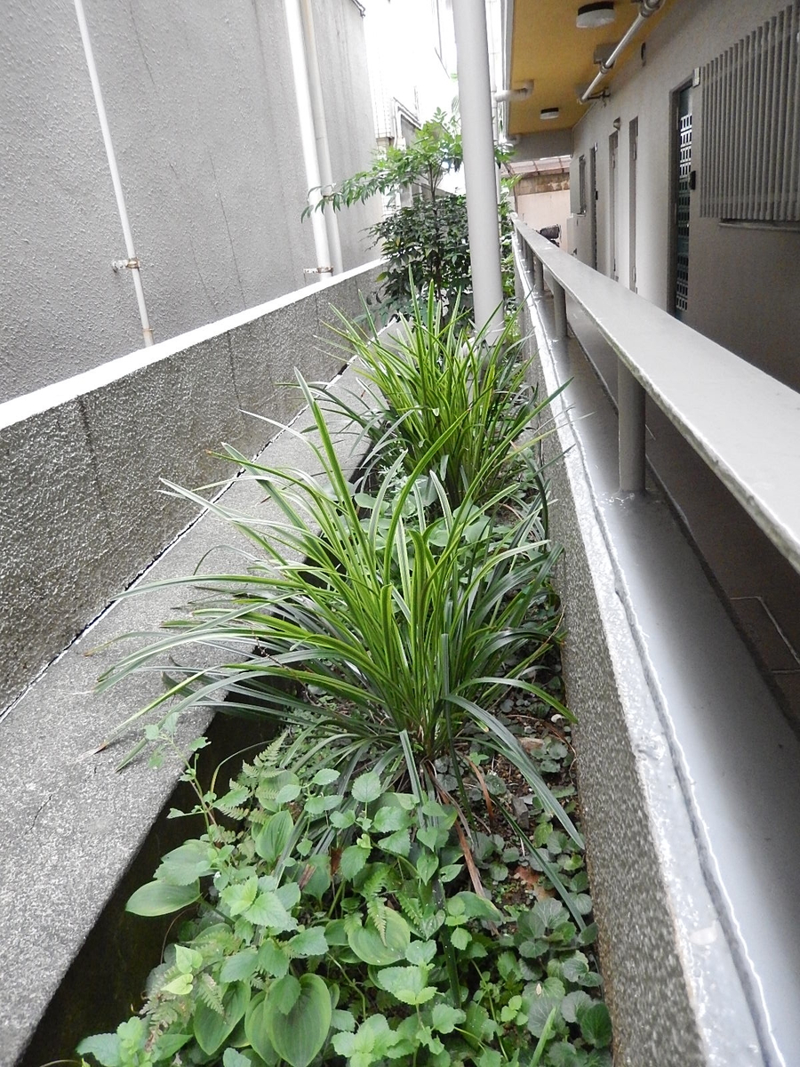 f:id:yakichimususu:20200915205008j:plain f:id:yakichimususu:20200915205008j:plain
