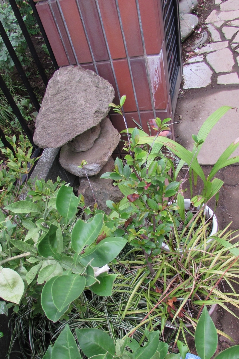 f:id:yakichimususu:20200920175249j:plain f:id:yakichimususu:20200920175249j:plain