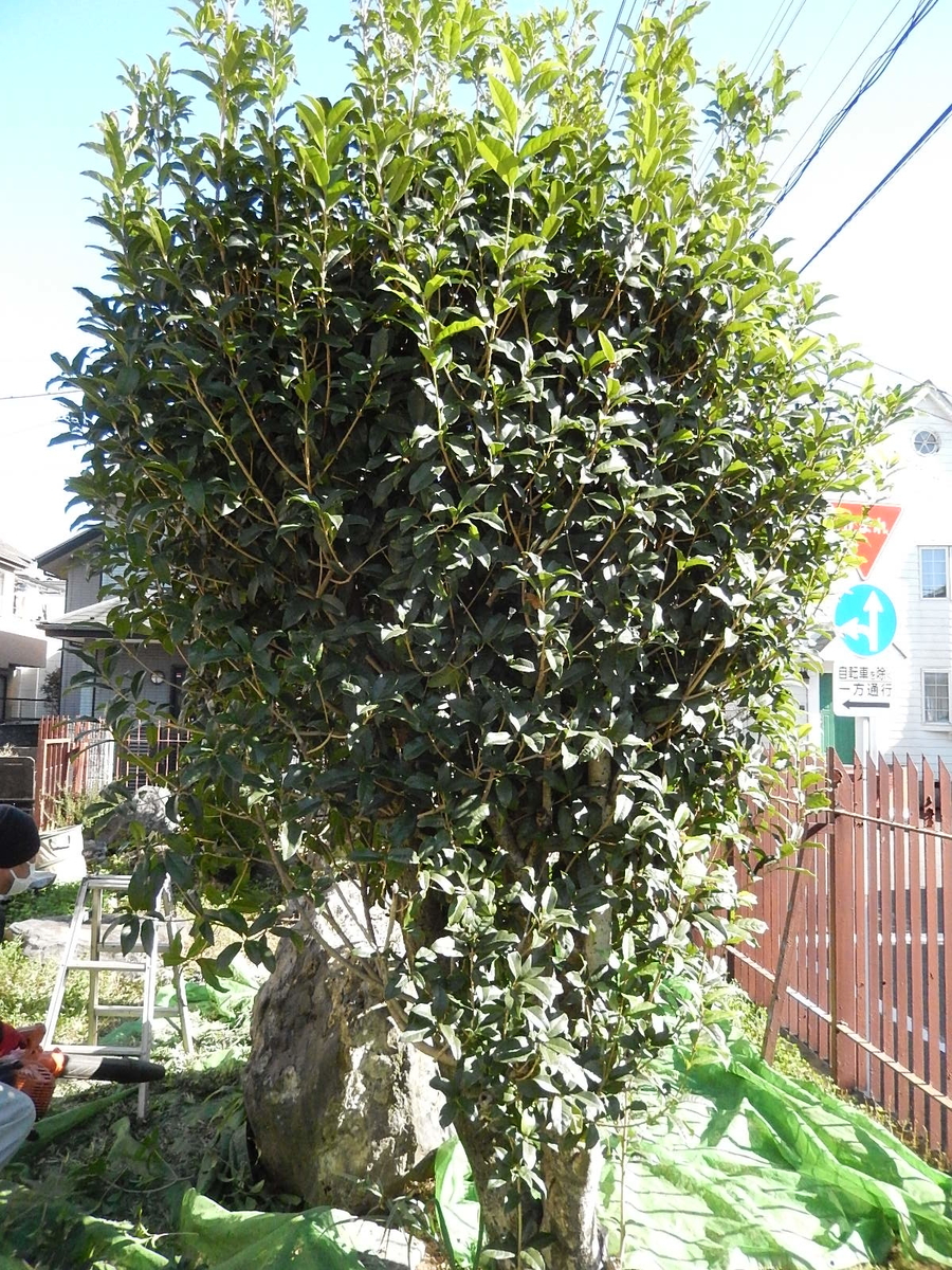 f:id:yakichimususu:20201104183700j:plain