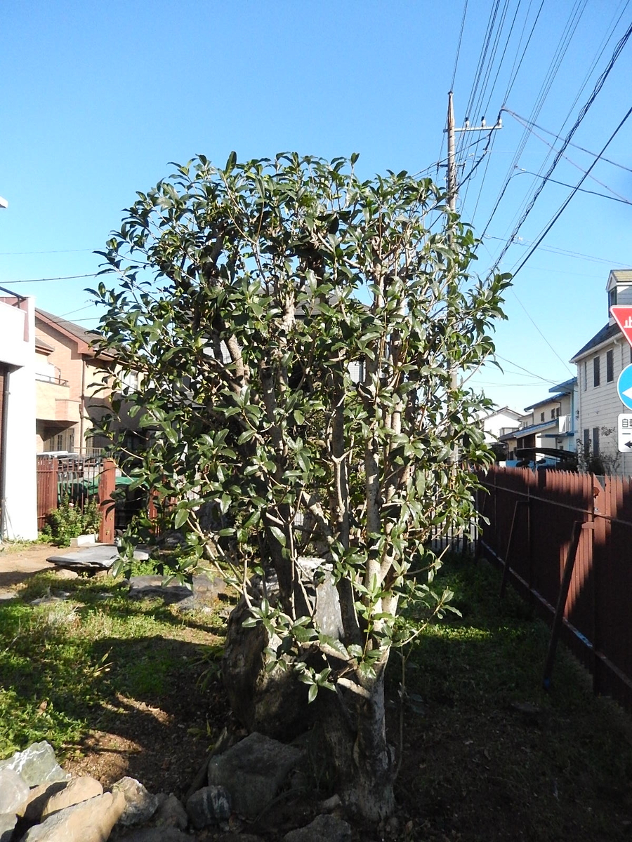 f:id:yakichimususu:20201104183739j:plain