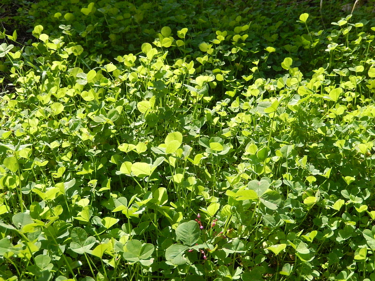 f:id:yakichimususu:20201104183854j:plain