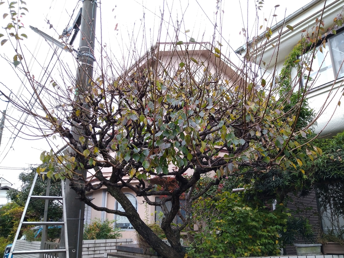 f:id:yakichimususu:20201202164104j:plain