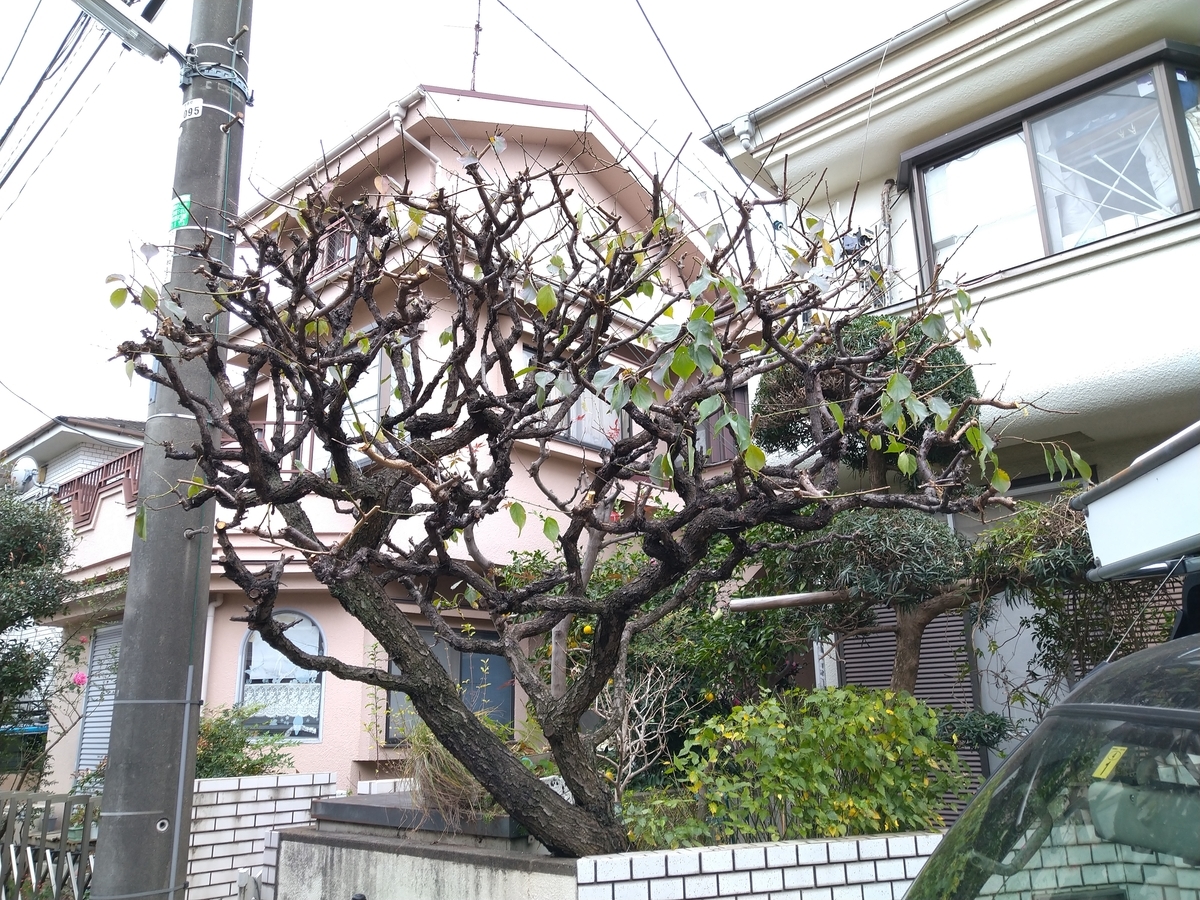 f:id:yakichimususu:20201202164149j:plain