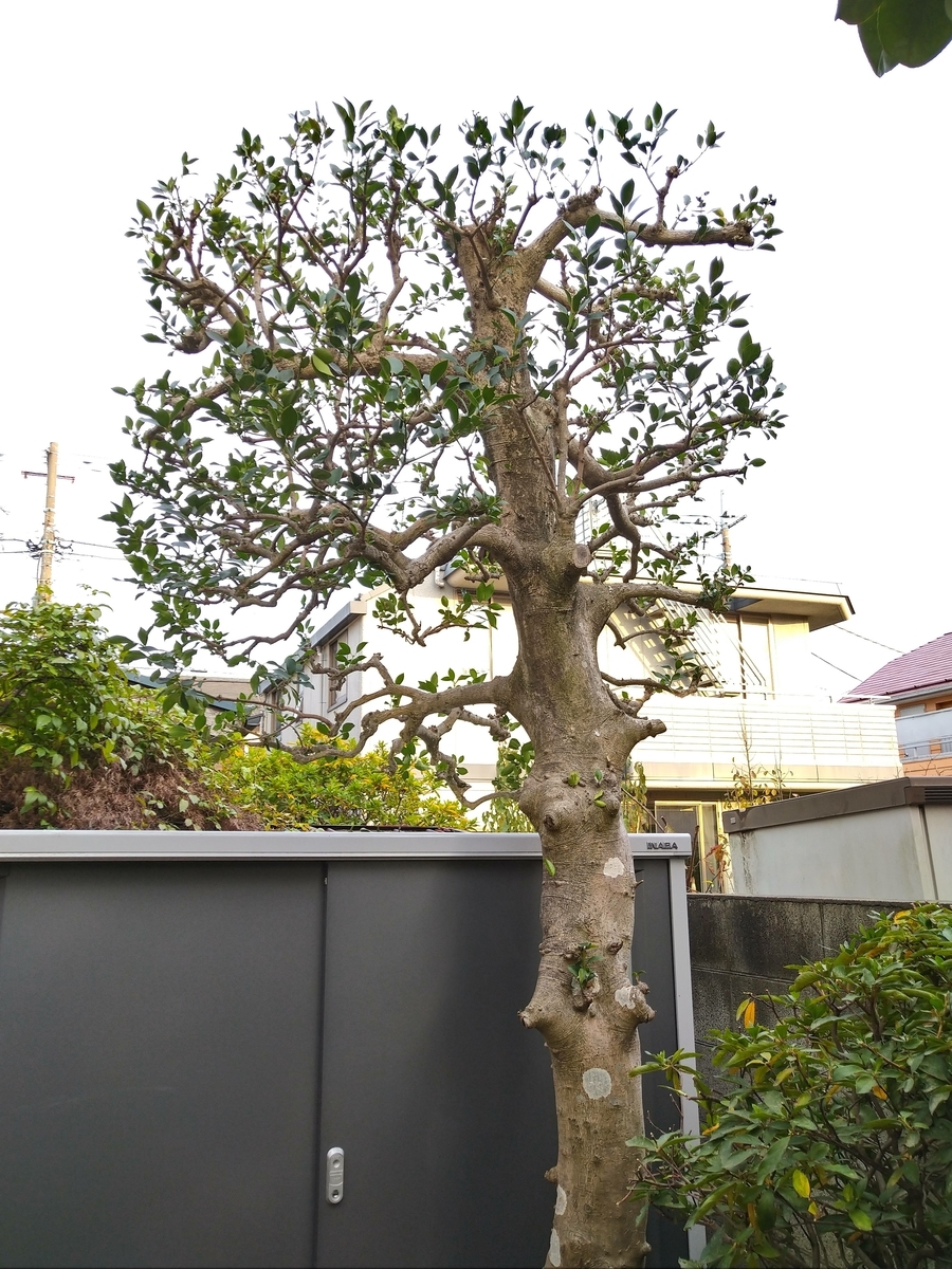 f:id:yakichimususu:20201211203717j:plain