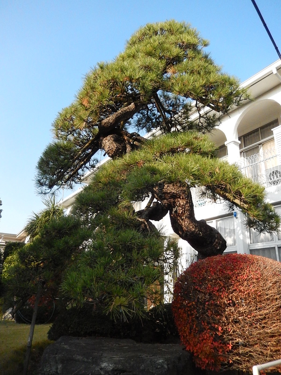 f:id:yakichimususu:20201213193256j:plain