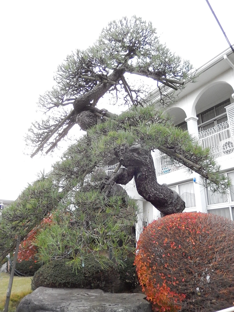 f:id:yakichimususu:20201213193342j:plain