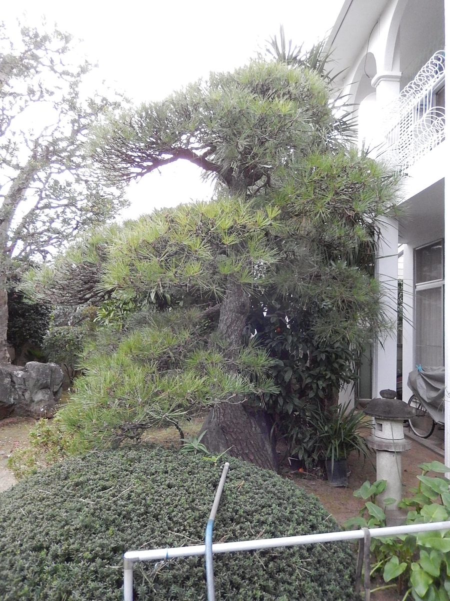 f:id:yakichimususu:20201213193636j:plain