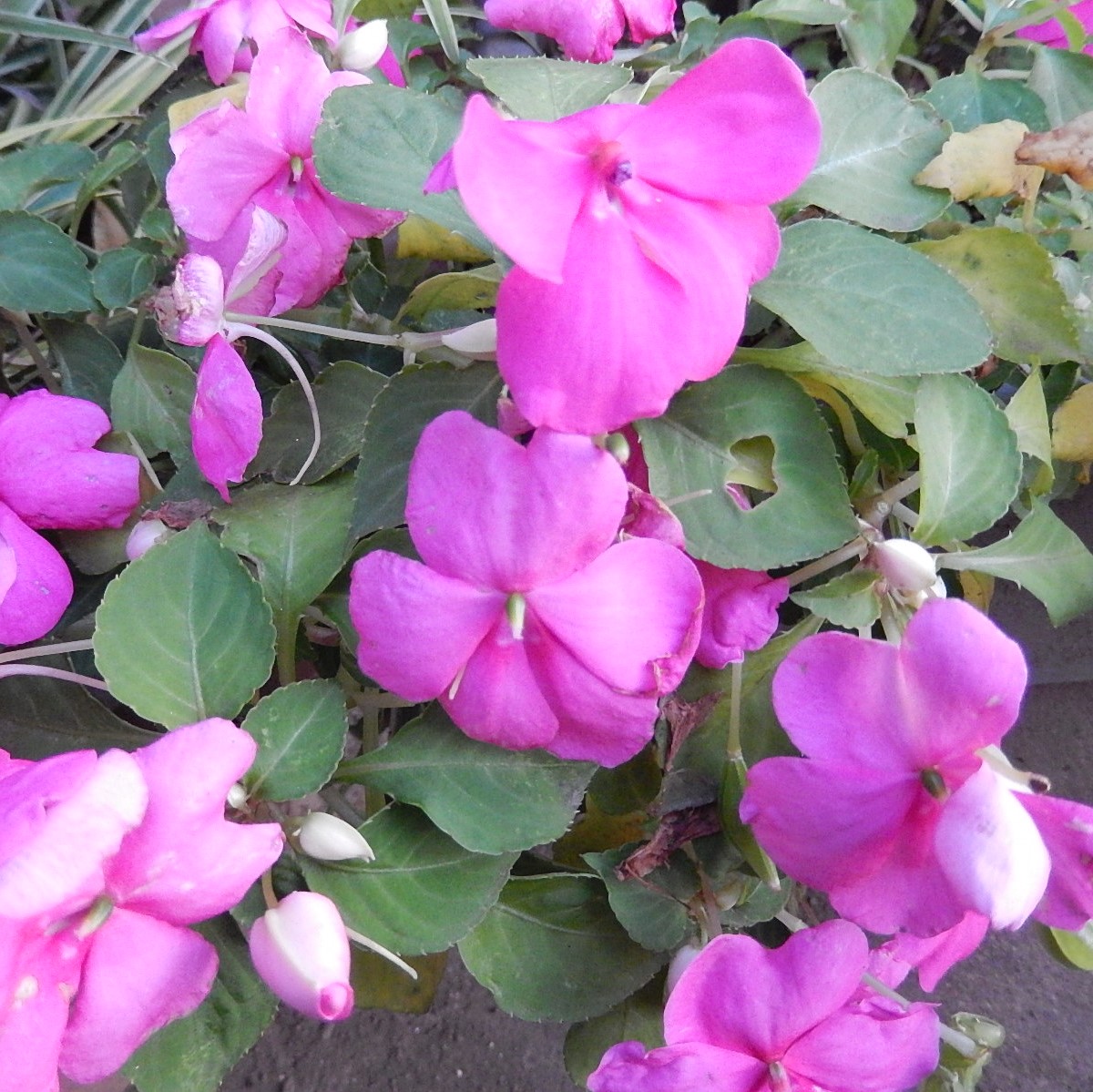 f:id:yakichimususu:20201214171618j:plain