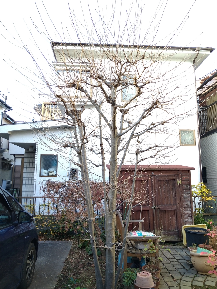 f:id:yakichimususu:20201214172602j:plain