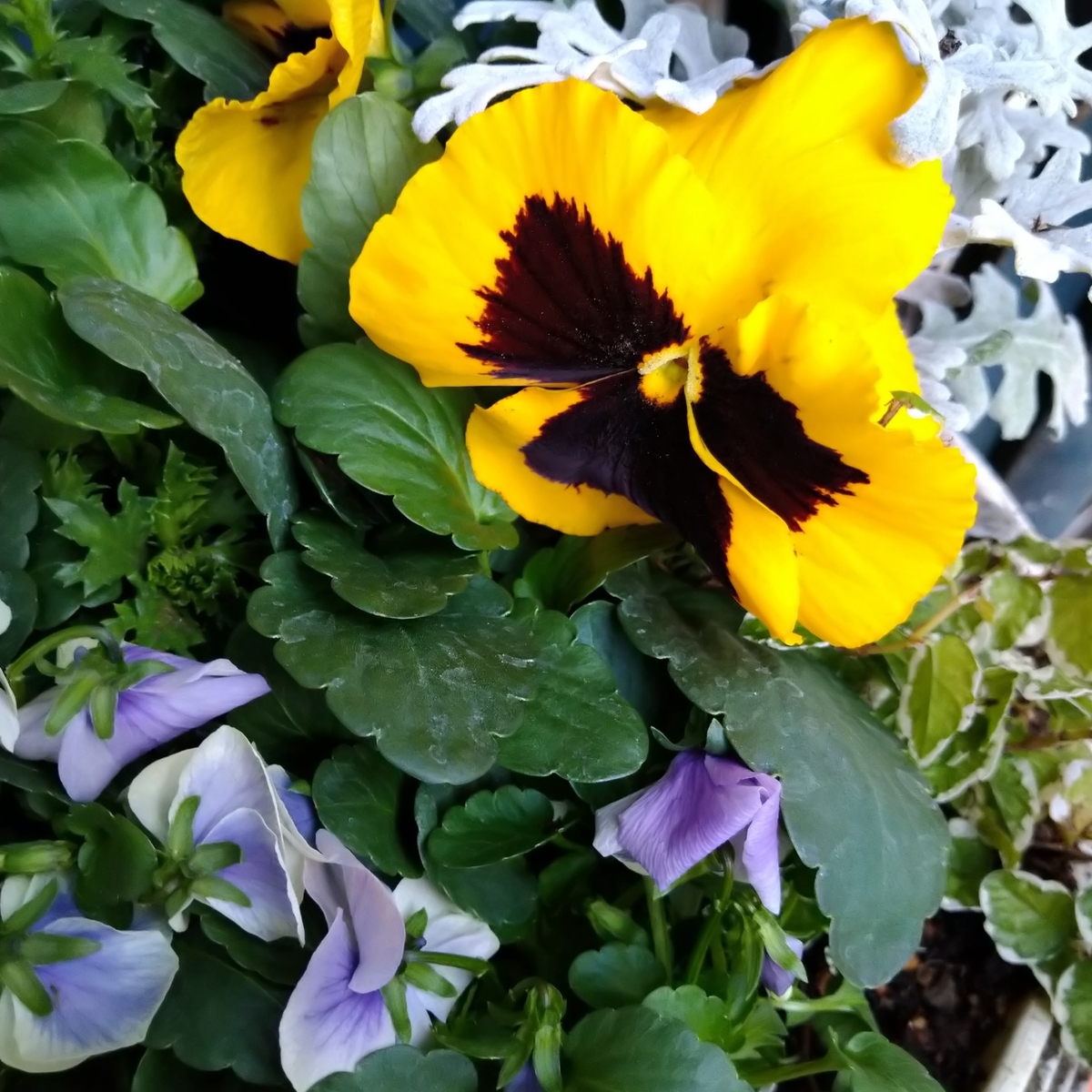 f:id:yakichimususu:20201215165224j:plain
