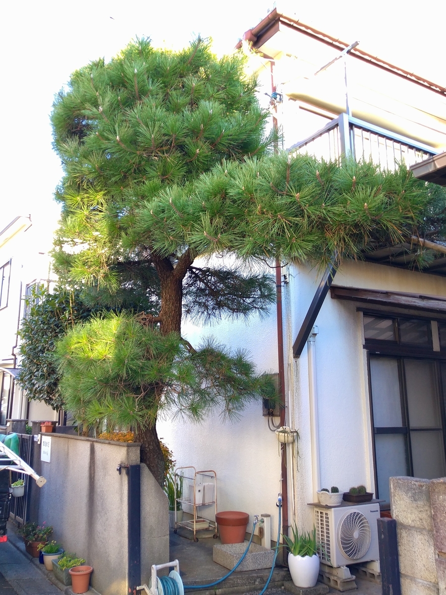 f:id:yakichimususu:20201215170719j:plain