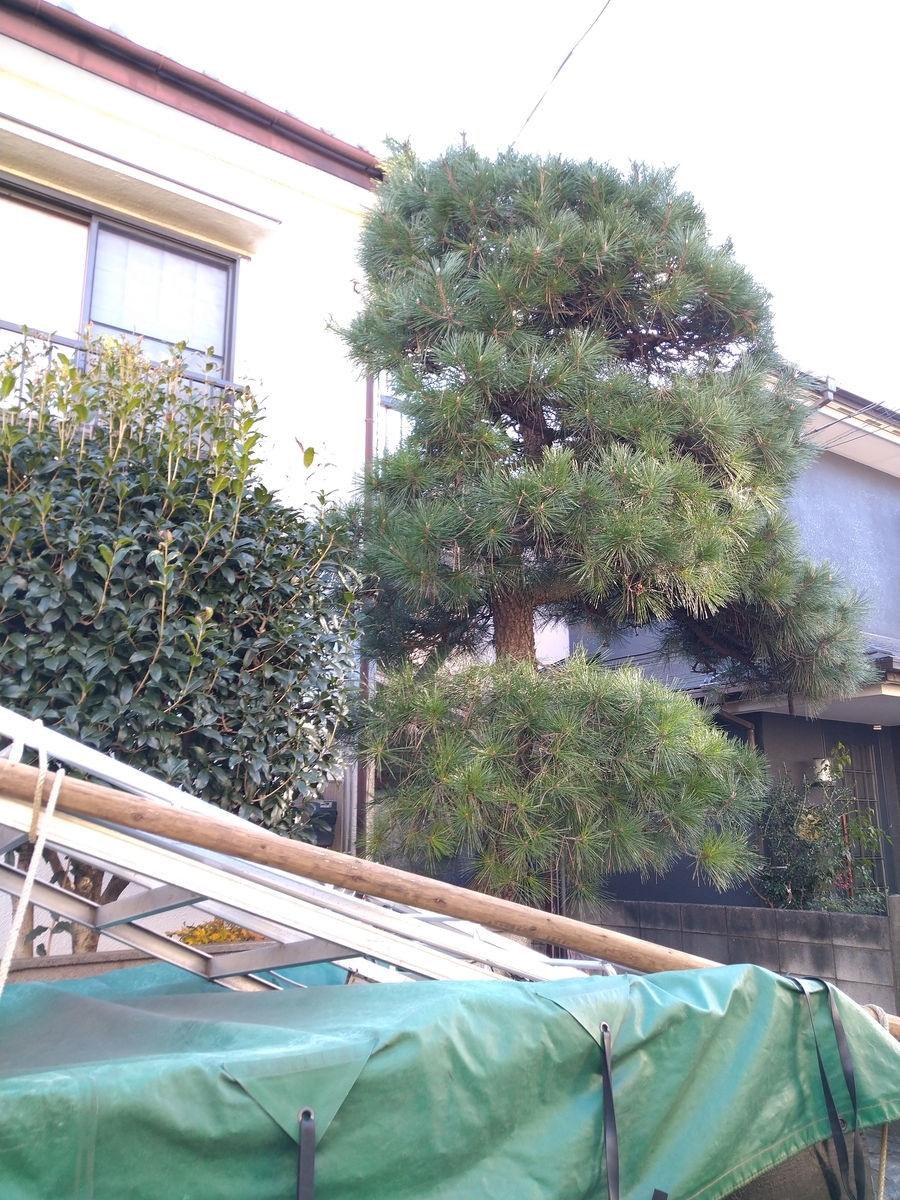 f:id:yakichimususu:20201215170841j:plain