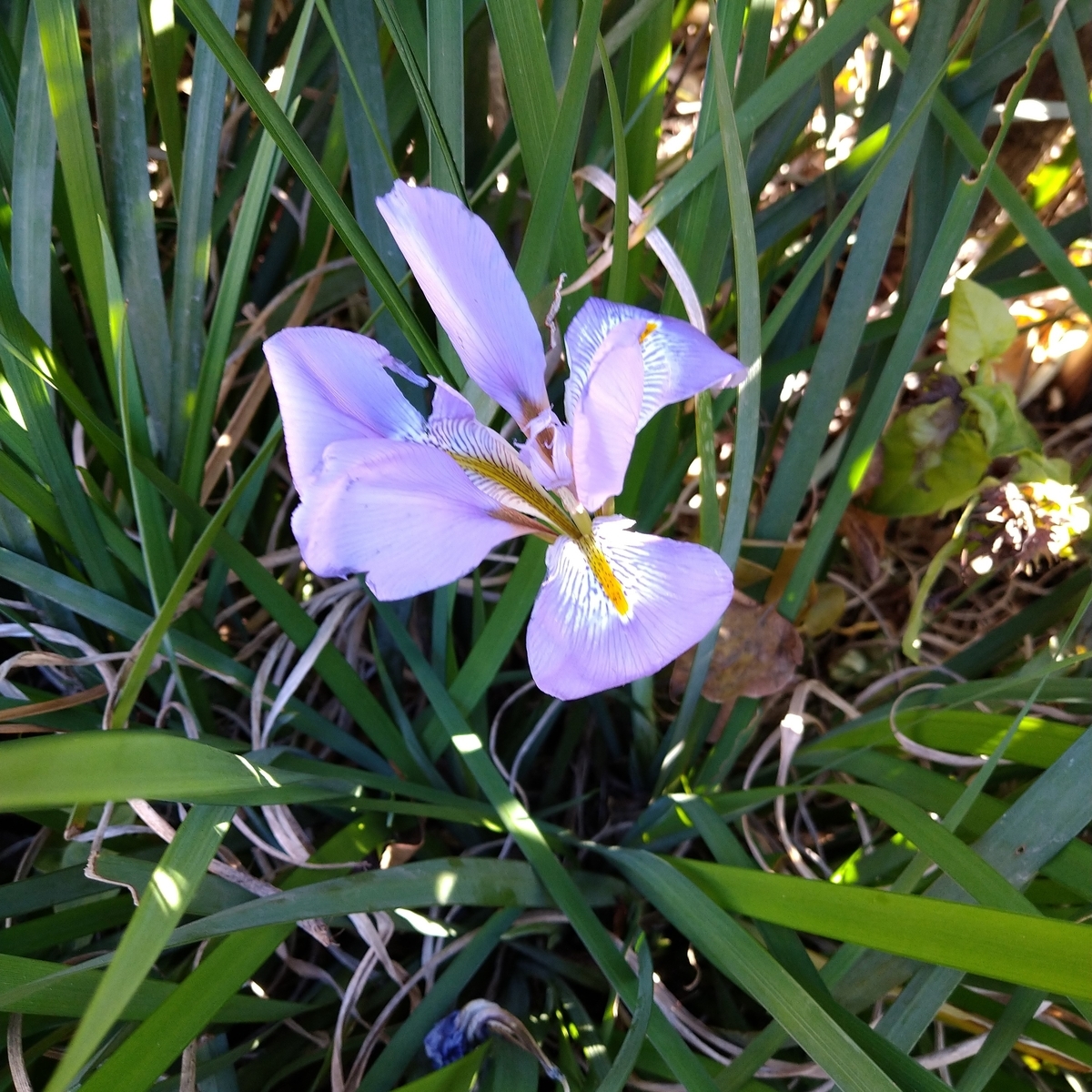 f:id:yakichimususu:20201216194840j:plain