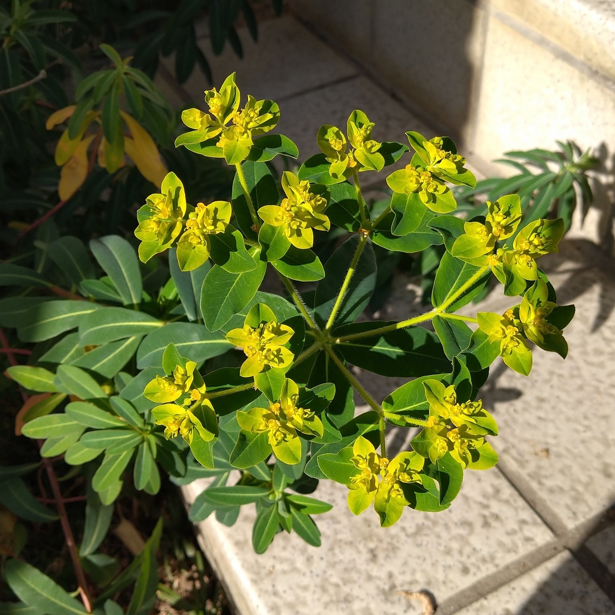 f:id:yakichimususu:20201217180702j:plain