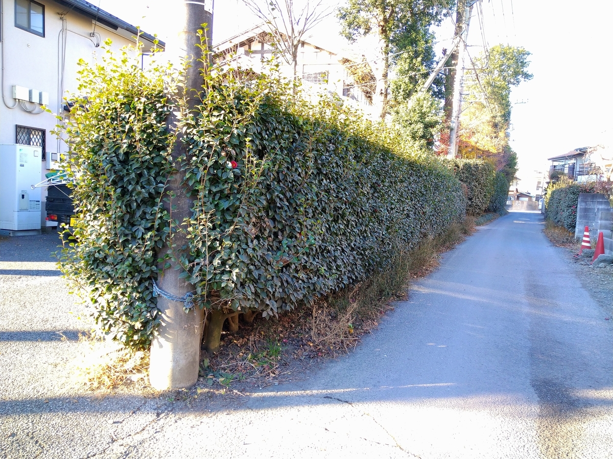 f:id:yakichimususu:20201224172409j:plain
