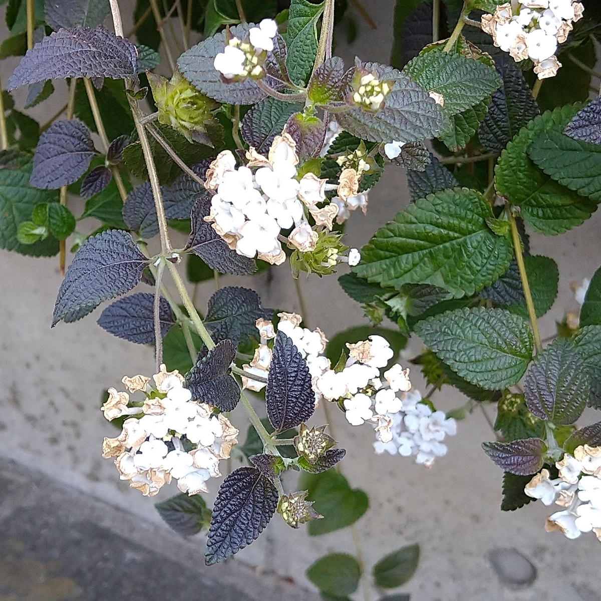 f:id:yakichimususu:20201227184016j:plain