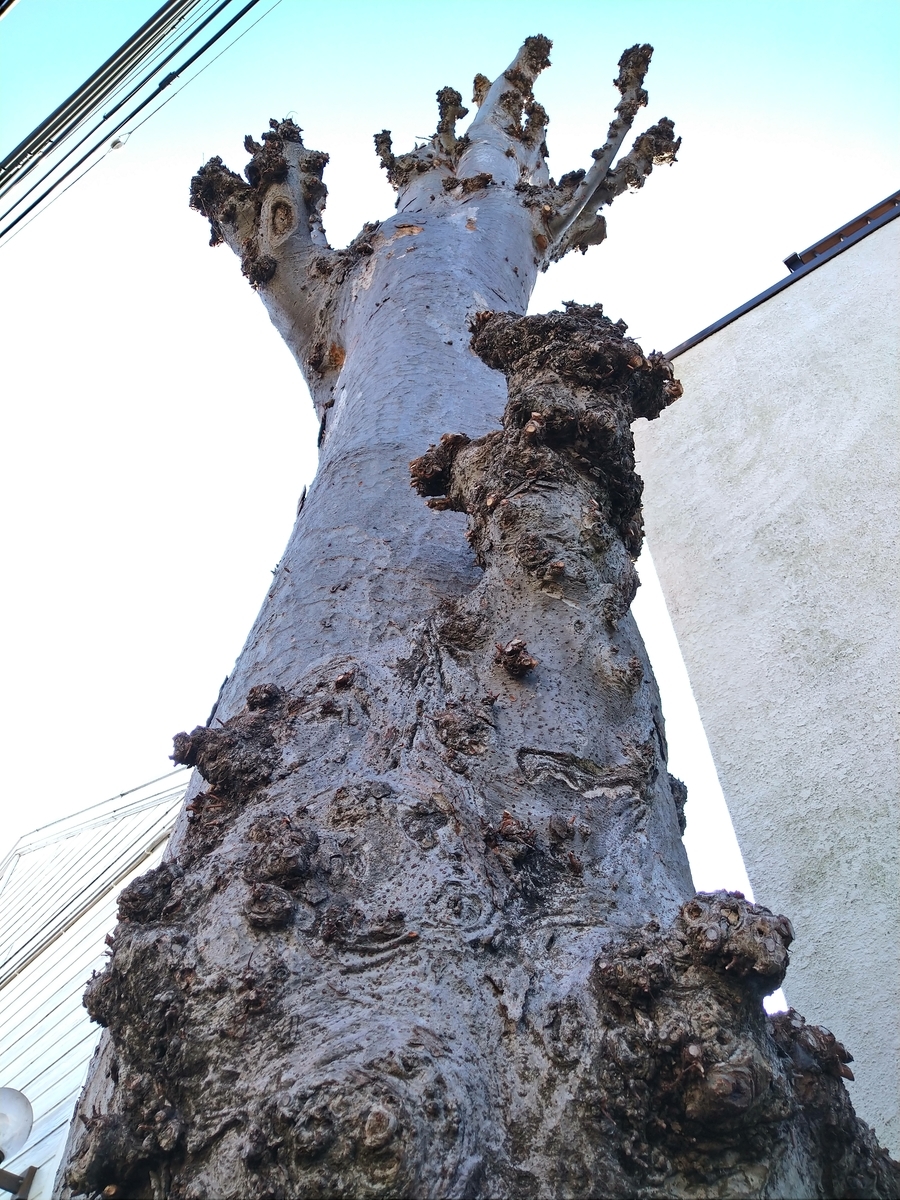 f:id:yakichimususu:20201227185810j:plain