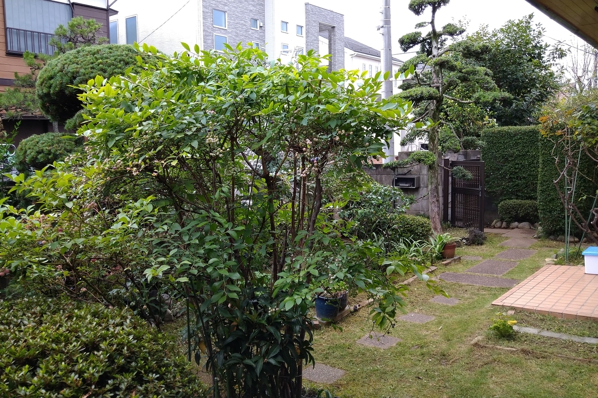 f:id:yakichimususu:20210630181734j:plain